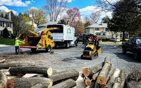 Nanuet, NY Tree Removal Services Company