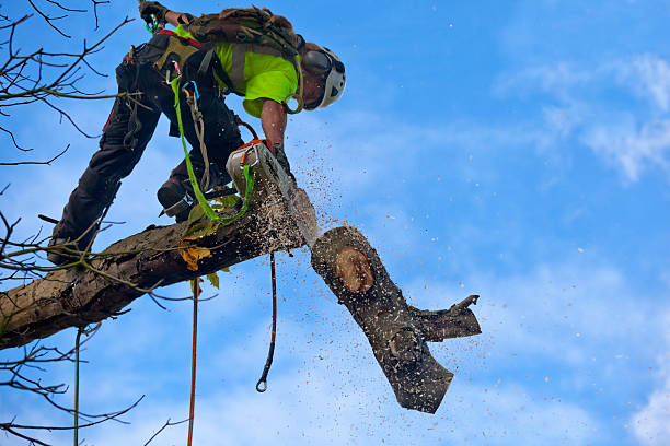 How Our Tree Care Process Works  in  Nanuet, NY